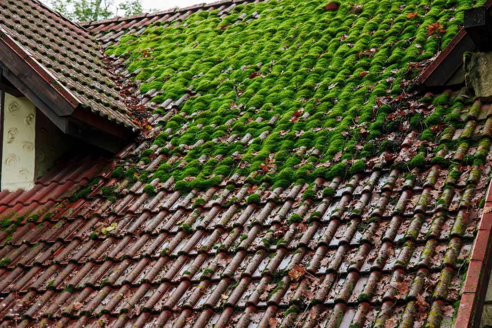 Démoussage toiture à Saint-Martin-de-Crau